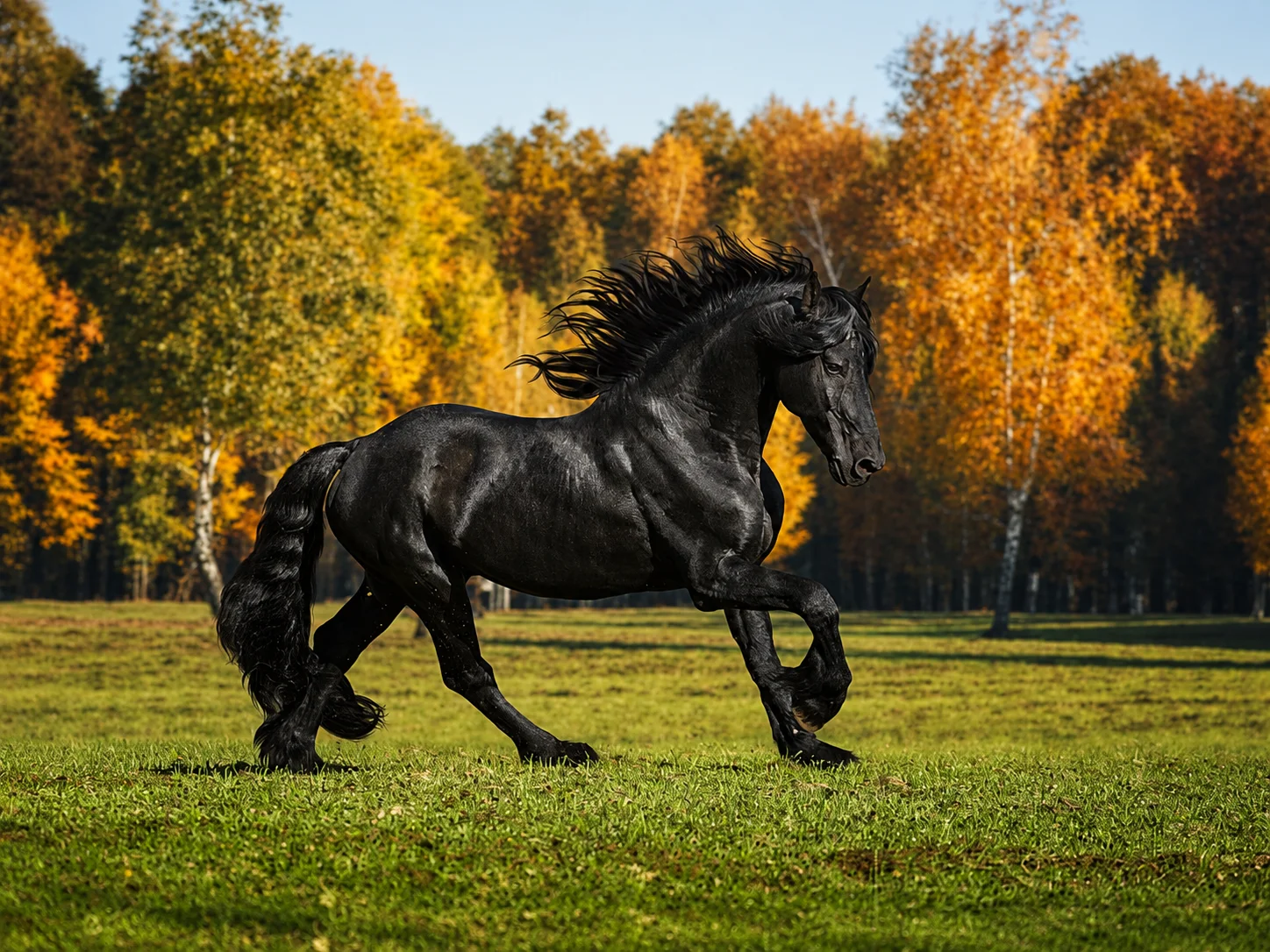 Friesian