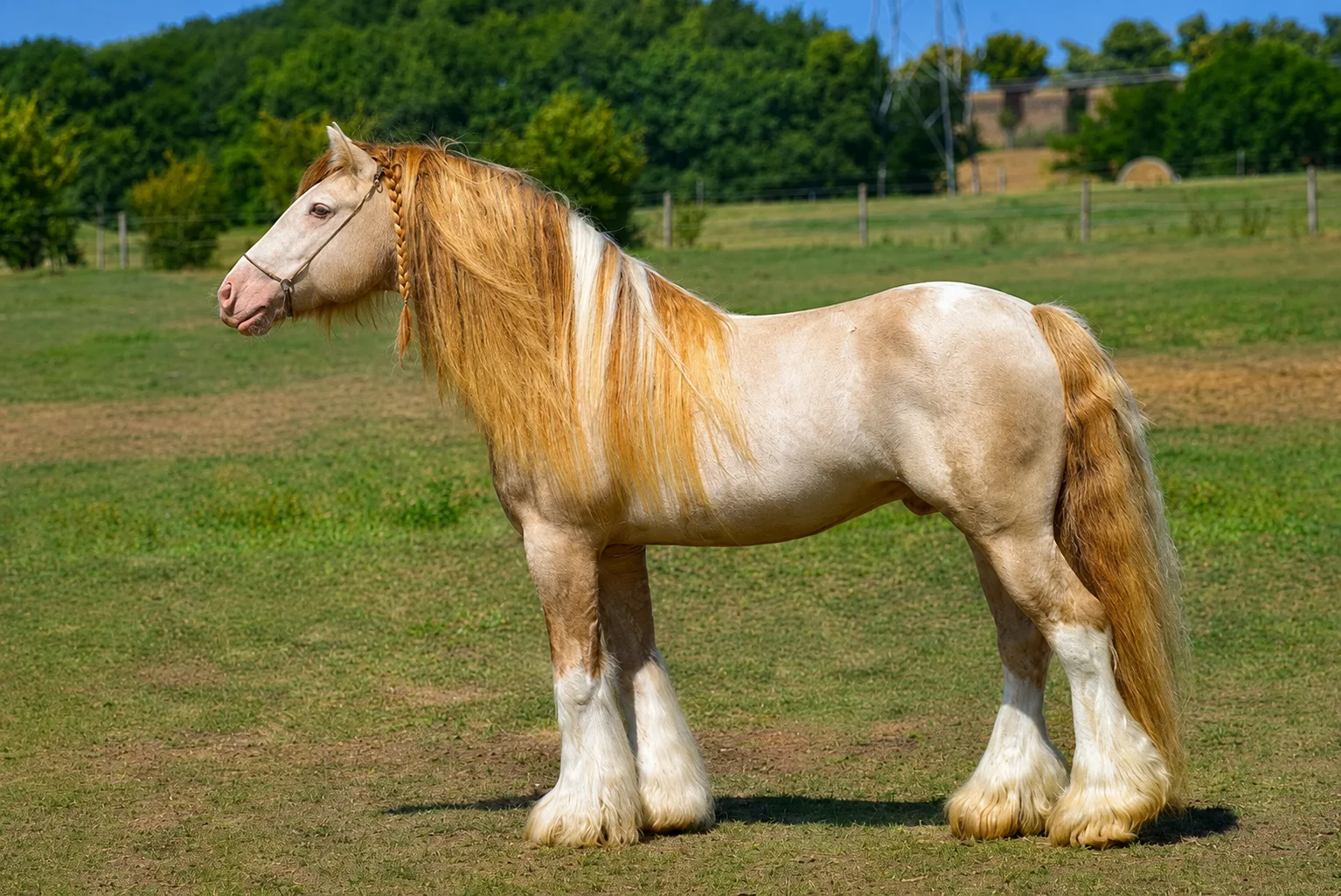 Gypsy Vanner